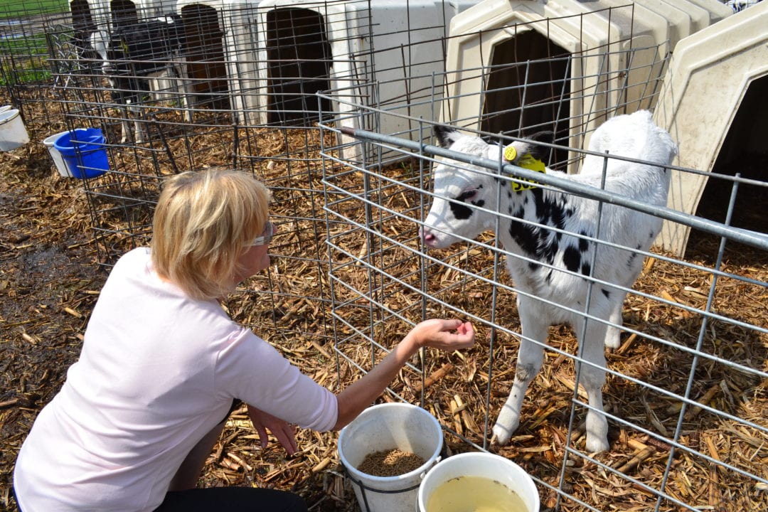 A Day In the Life: Dairy Farm Part One - Sarcastic Cooking