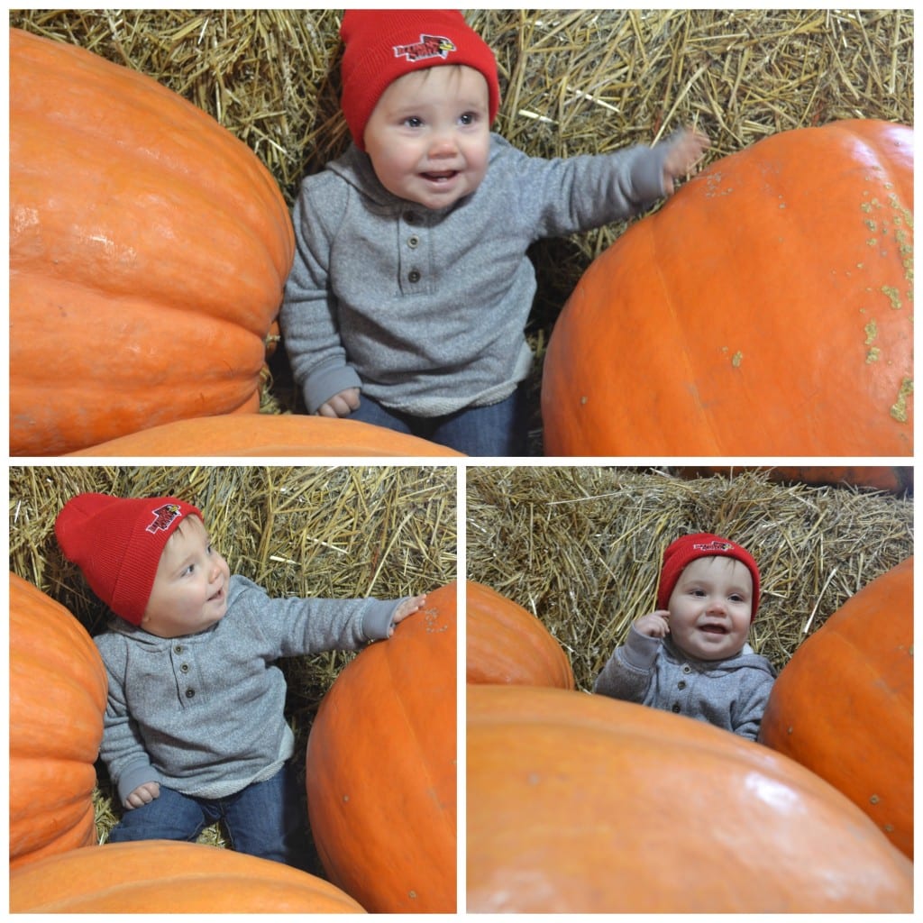 Giant Pumpkin Collage